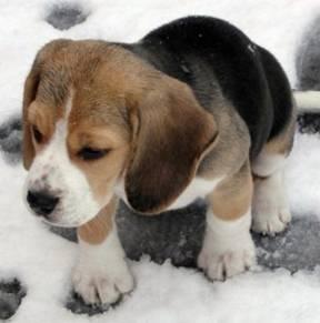 A Beagle