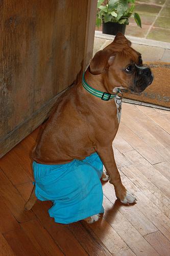 A Boxer