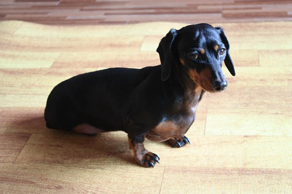 A Dachshund