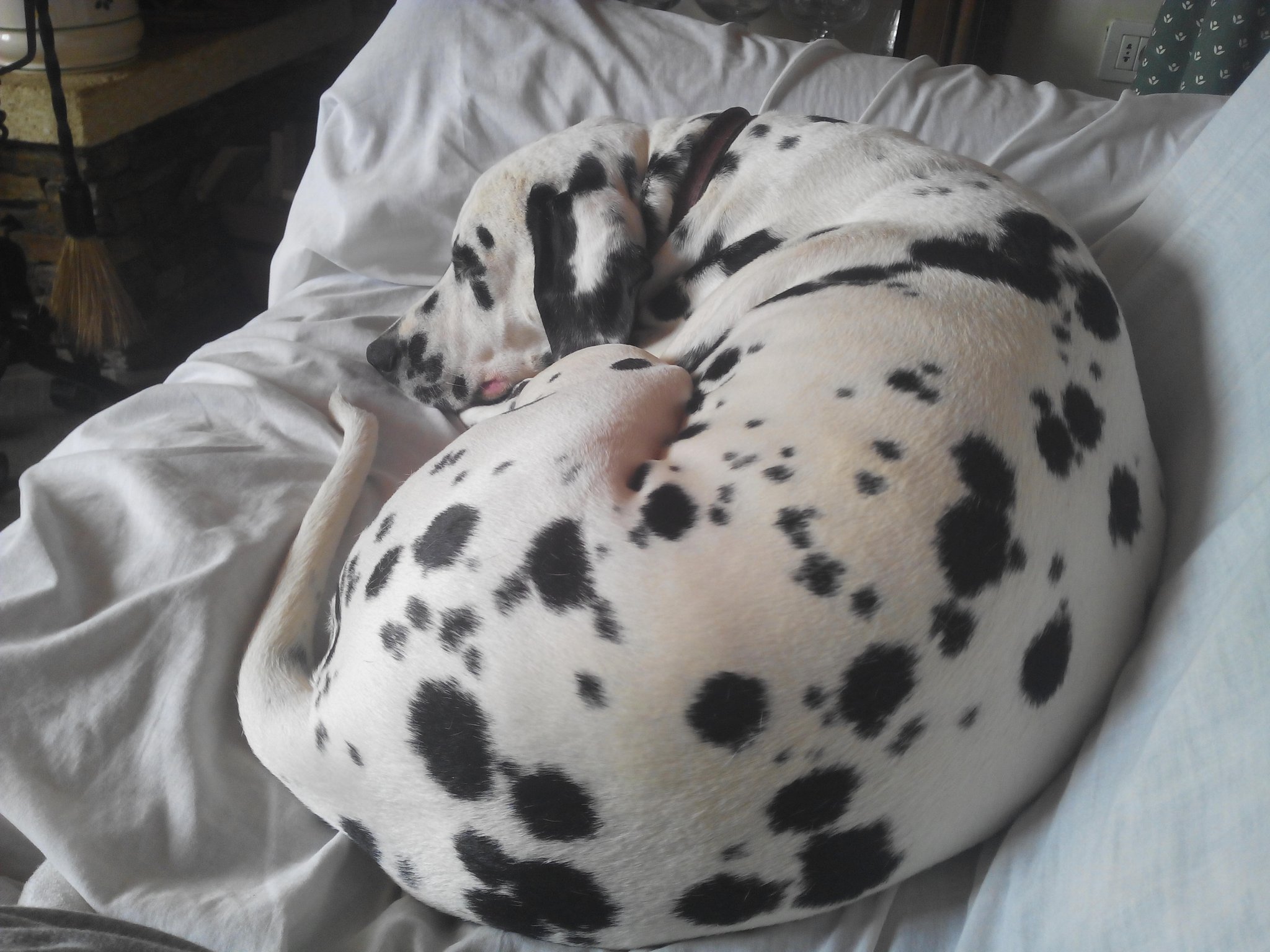 A Dalmatian