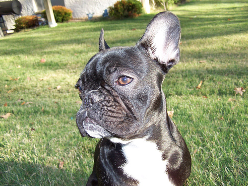 A French Bulldog