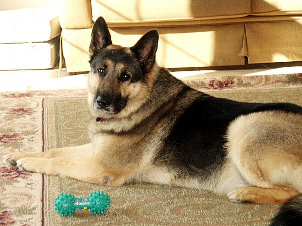 A German Shepherd