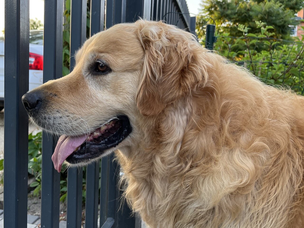 A Golden Retriever