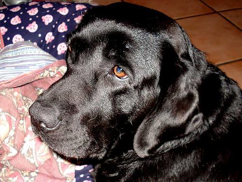 A Labrador Retriever