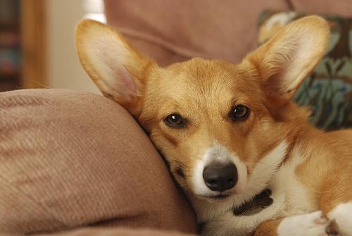 A Pembroke Welsh Corgi