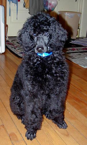 A Standard Poodle