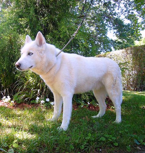 A Siberian Husky
