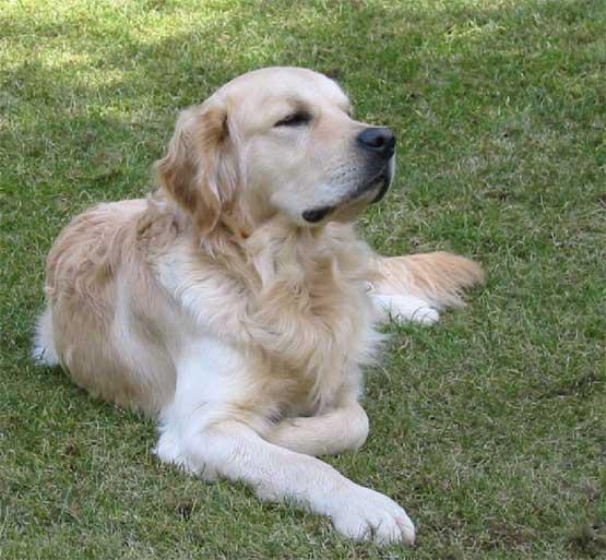 A golden retriever resting on green grass